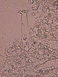 Pluteus petasatus image
