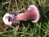 Panus conchatus image