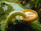 Rhodotus palmatus image
