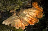 Laetiporus conifericola image