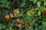 Laetiporus conifericola image