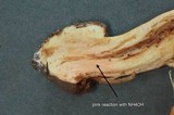 Cortinarius elegantior image
