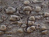 Pertusaria heterochroa image