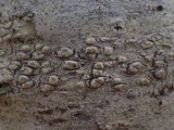 Pertusaria heterochroa image