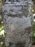 Sphinctrina tubiformis image