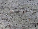 Sphinctrina tubiformis image