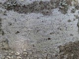 Sphinctrina tubiformis image