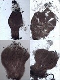 Sphinctrina tubiformis image