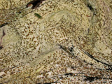 Lecanora xylophila image