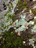Mycena corticola image