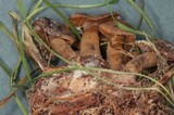 Cortinarius paragaudis image
