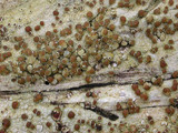 Lecanora xylophila image