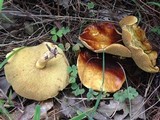 Suillus kunmingensis image