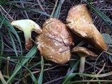 Suillus kunmingensis image