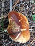 Suillus kunmingensis image