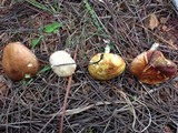 Suillus kunmingensis image