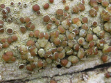 Lecanora xylophila image
