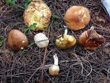 Suillus kunmingensis image