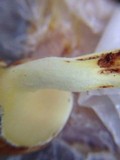 Suillus kunmingensis image