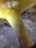 Suillus kunmingensis image