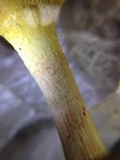 Suillus kunmingensis image