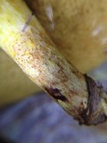 Suillus kunmingensis image