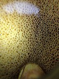 Suillus kunmingensis image