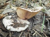 Lactarius controversus image