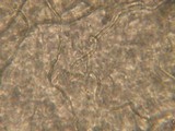 Lactarius controversus image