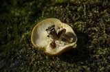 Tricholomopsis rutilans image