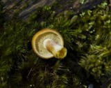 Tricholomopsis rutilans image