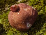 Tricholomopsis rutilans image