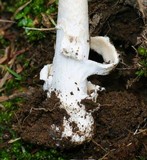 Amanita sect. Vaginatae image