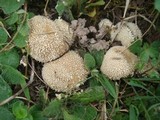 Lycoperdon echinatum image