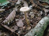 Amanita sect. Vaginatae image