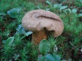 Calvatia bovista image