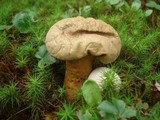 Calvatia bovista image