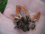 Cordyceps militaris image