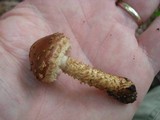 Hemistropharia albocrenulata image