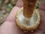 Hemistropharia albocrenulata image