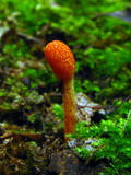Cordyceps militaris image