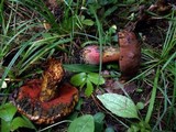 Boletus erythropus image