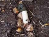 Phallus ravenelii image