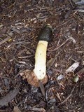 Phallus ravenelii image