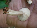 Lactarius cinereus image