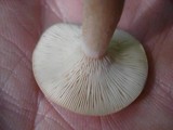 Lactarius cinereus image