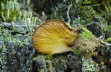 Tapinella atrotomentosa image
