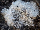 Acarospora nodulosa image