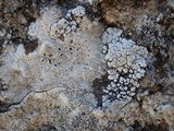 Acarospora nodulosa image