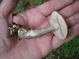 Leccinum snellii image